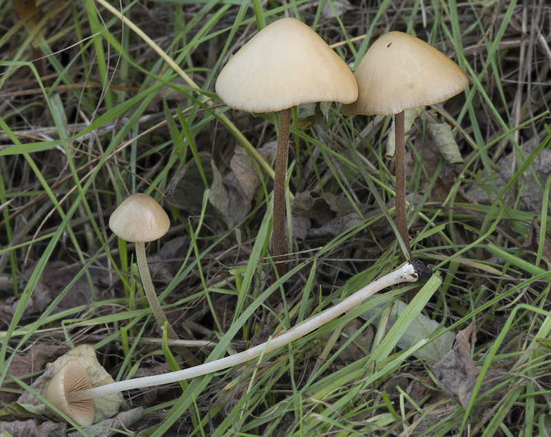 Conocybe subovalis